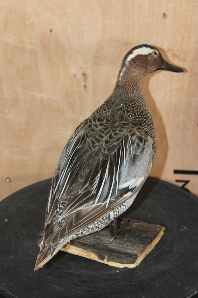 GARGANEY DUCK DRAKE Perched on a Tree Bark Base - 5