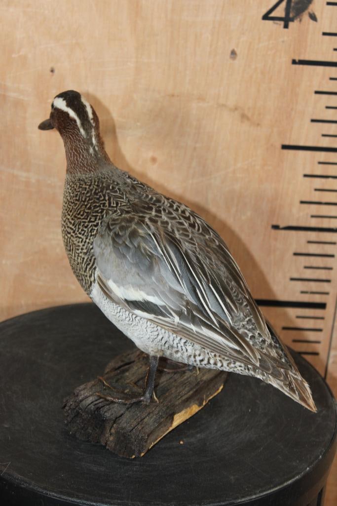 GARGANEY DUCK DRAKE Perched on a Tree Bark Base - 6