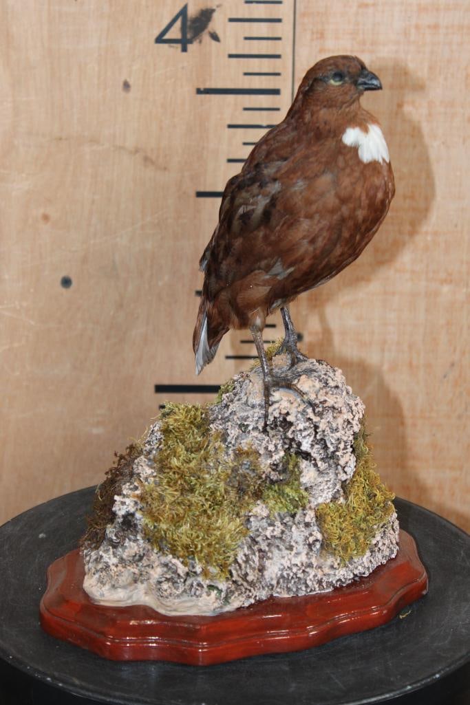TENNESSE RED QUAIL Mounted on a Decorative Rocky Base: Nice Life-sized NORTHERN BOBWHITE QUAIL "Tennessee Red" color variant Bird Mount. It is displayed on a beautiful decorative Rocky Base that measures 9" Long x 7" Wide x 12.5" Tall. It is in Good