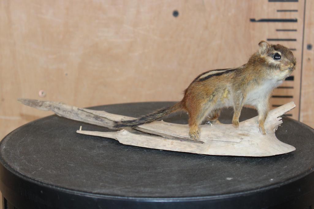 Life-sized CHIPMUNK on a Driftwood Base (1 of 6)