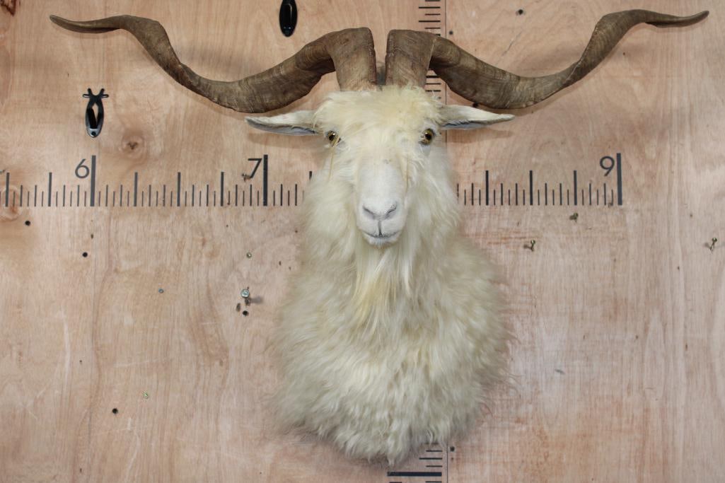 White CATALINA GOAT Shoulder Mount: Very Nice, Clean, and Newer White CATALINA GOAT Shoulder Mount. It has a 41.75" Spread from tip to tip and is in Very Good Condition. TAXIDERMY 