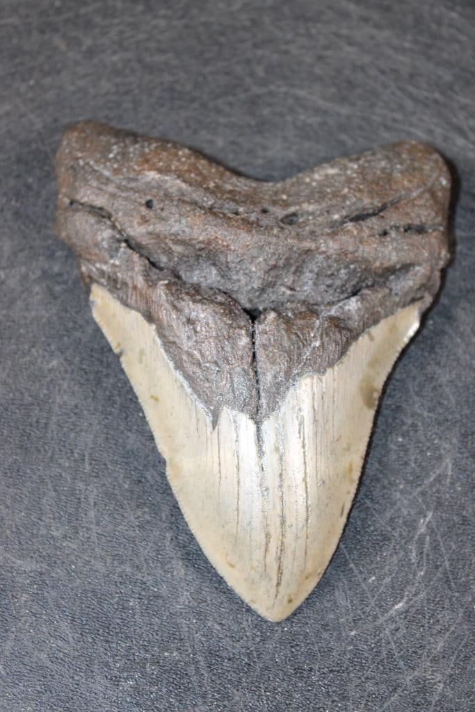 Big MEGALODON Shark Tooth Fossil (1 of 4)