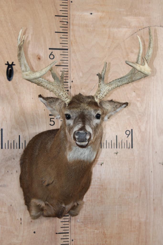 12-Point WHITETAIL DEER Shoulder Mount: 12-Point WHITETAIL DEER Shoulder Mount. It has a 20" Spread. There are 2 minor hide rubs to the right side of the face. Otherwise, it is in Good Condition. TAXIDERMY 