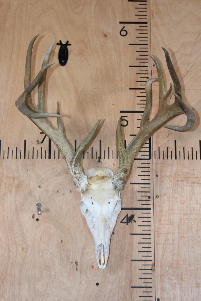 14-Point Typical WHITETAIL DEER Skull with a Wire Hanger: Very Respectable 14-Point Typical WHITETAIL DEER Skull. It has a 19.25" Spread and a Wire Hanger. It is missing several teeth. TAXIDERMY SKULLS 