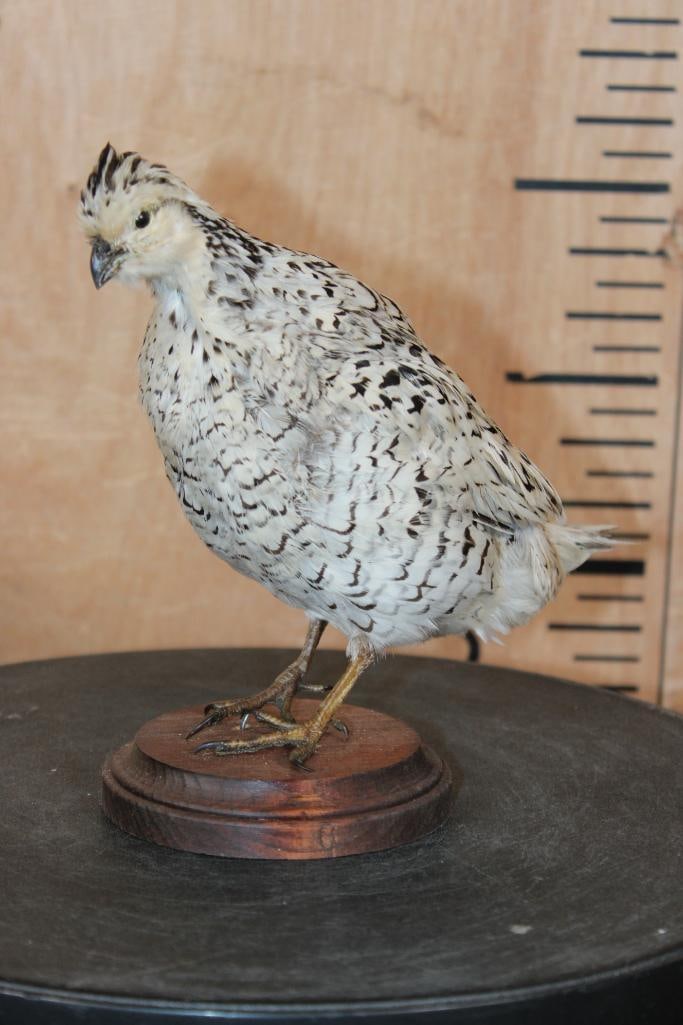 SNOWFLAKE BOBWHITE QUAIL on a Wood Base: Life-sized SNOWFLAKE BOBWHITE QUAIL on a Wood Base. It measures 8" Long x 5" Wide x 7.75" Tall. This is an older mount in Good Condition. TAXIDERMY 