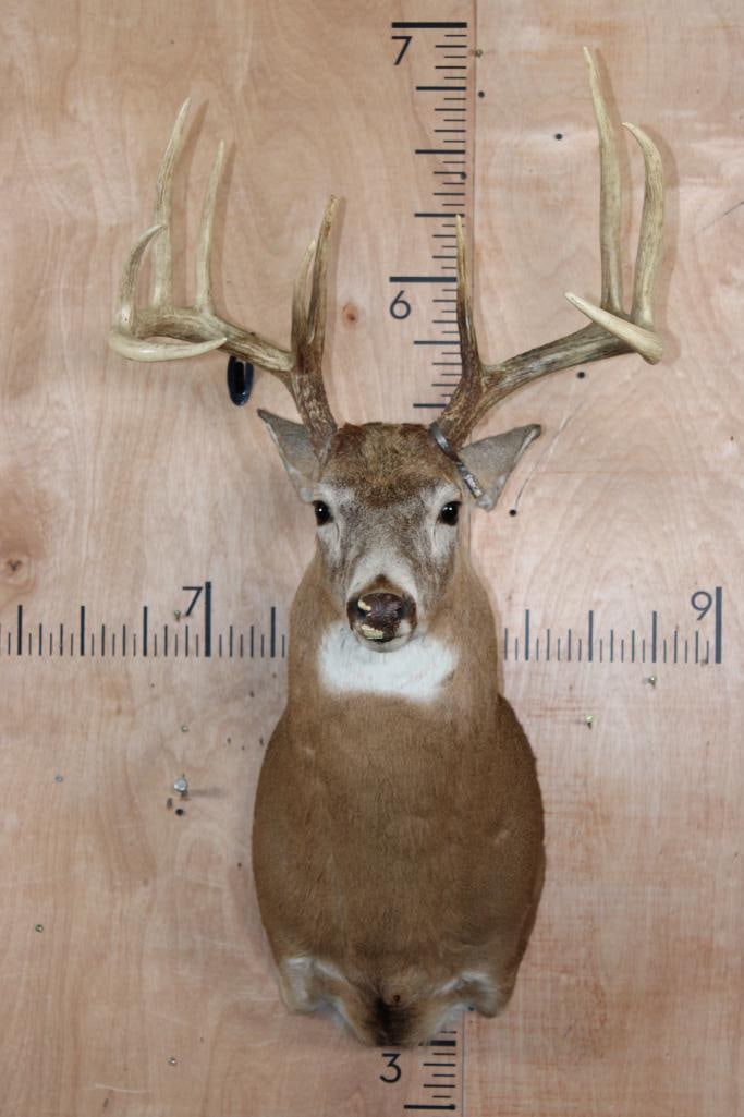 Big 144 6/8 Ohio Scored 10-Point WHITETAIL DEER Shoulder Mount: Big 10-Point WHITETAIL DEER Shoulder Mount. It has a 144 6/8 Ohio Score with the paperwork stapled on the back. It has a 21.75" Spread. There is some damage to the nose, otherwise it is in Good Condit