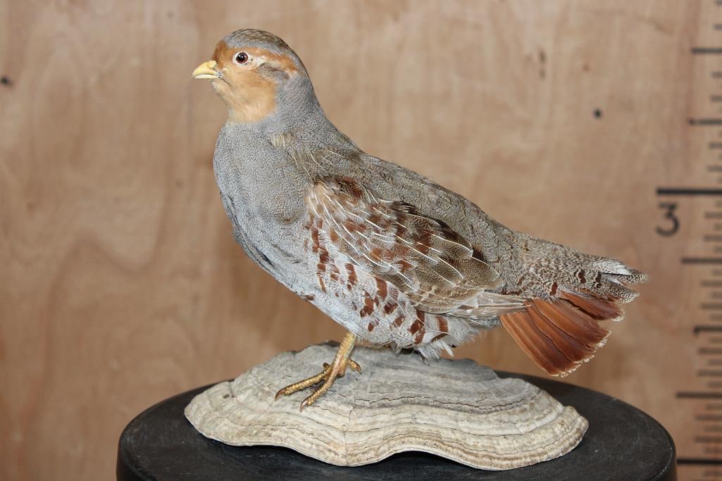 HUNGARIAN or GRAY PARTRIDGE on a Dried Mushroom Base: Very Nice HUNGARIAN or GRAY PARTRIDGE. It is displayed on a Dried Mushroom or Spore Base and measures 11" Long x 5" Wide x 9.5" Tall. It is in Good Condition. TAXIDERMY BIRDS 