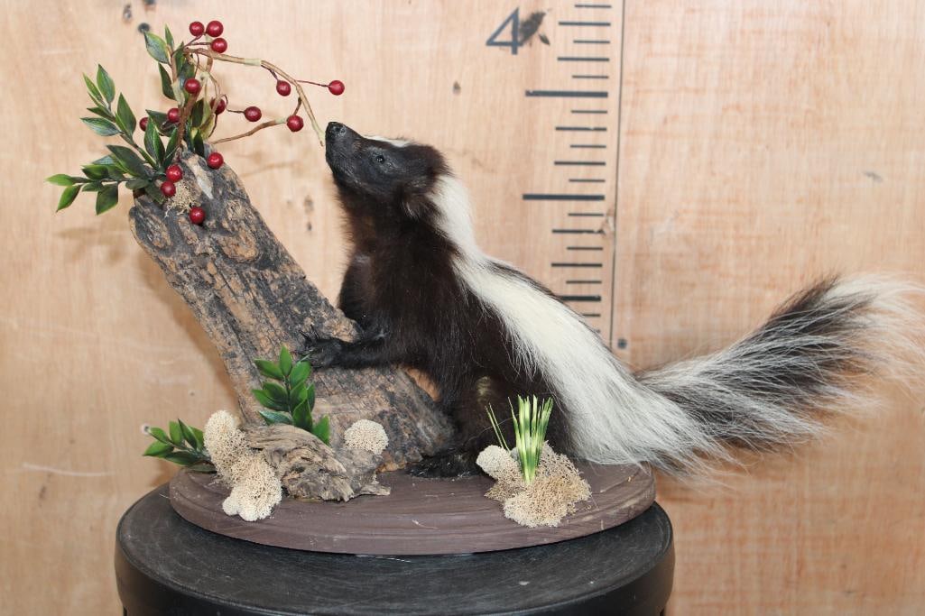 Life-sized STRIPED SKUNK on a Decorative Wood Base: Adorable Life-sized STRIPED SKUNK displayed on a decorative Wood Base with a log and berries. It was Taken in 2013 in Georgia and measures 21" Long x 9" Wide x 11.5" Tall. It is in Good Condition.