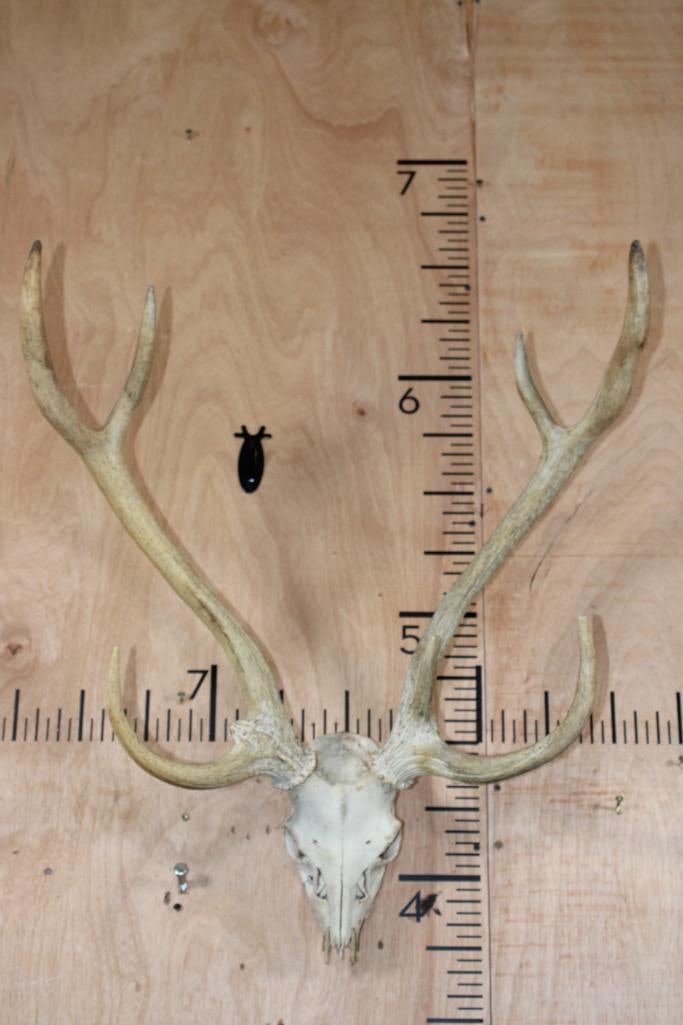 7-Point AXIS DEER Skull with a Wire Hanger: 7-Point AXIS DEER Skull with a Wire Hanger. It has a 25.25" Spread and is missing 2 teeth. TAXIDERMY SKULLS 