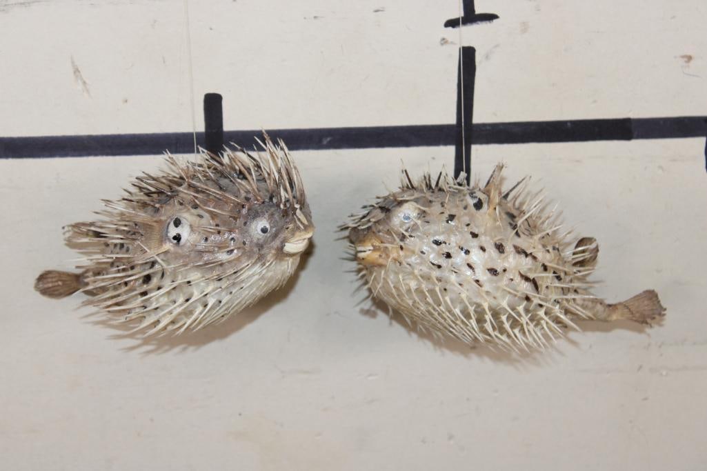 (2) BALLOONFISH aka "Long-spine PORCUPINE FISH": 2 BALLOONFISH aka Long-spine PORCUPINE FISH with google eyes and ceiling hangers. They measure approximately 8" Long x 5" Wide and 8.5" Long x 5.5" Wide. The Total Weight for both is less than 1