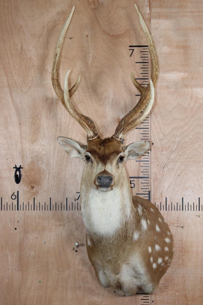 AXIS DEER Shoulder Mount: Nice, Clean, and Newer AXIS DEER Shoulder Mount. It is in Good Condition. TAXIDERMY 