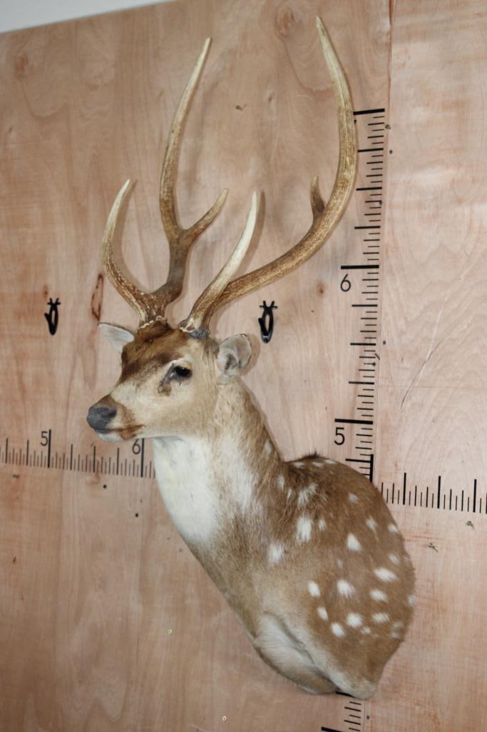 AXIS DEER Shoulder Mount - 2