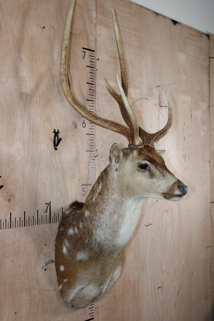 AXIS DEER Shoulder Mount - 3