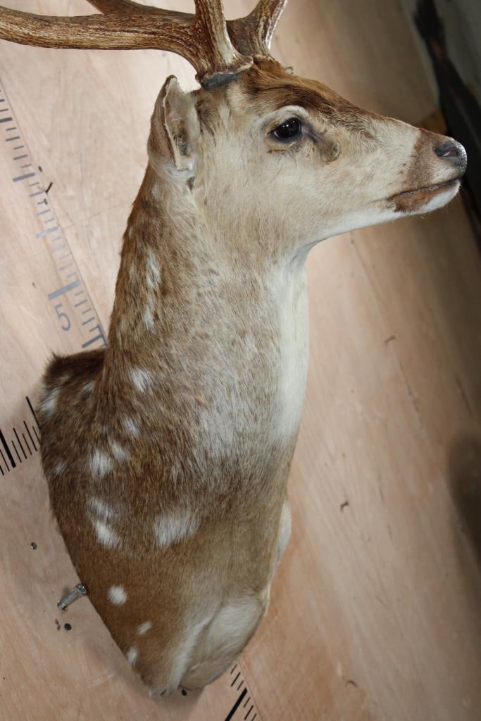 AXIS DEER Shoulder Mount - 4