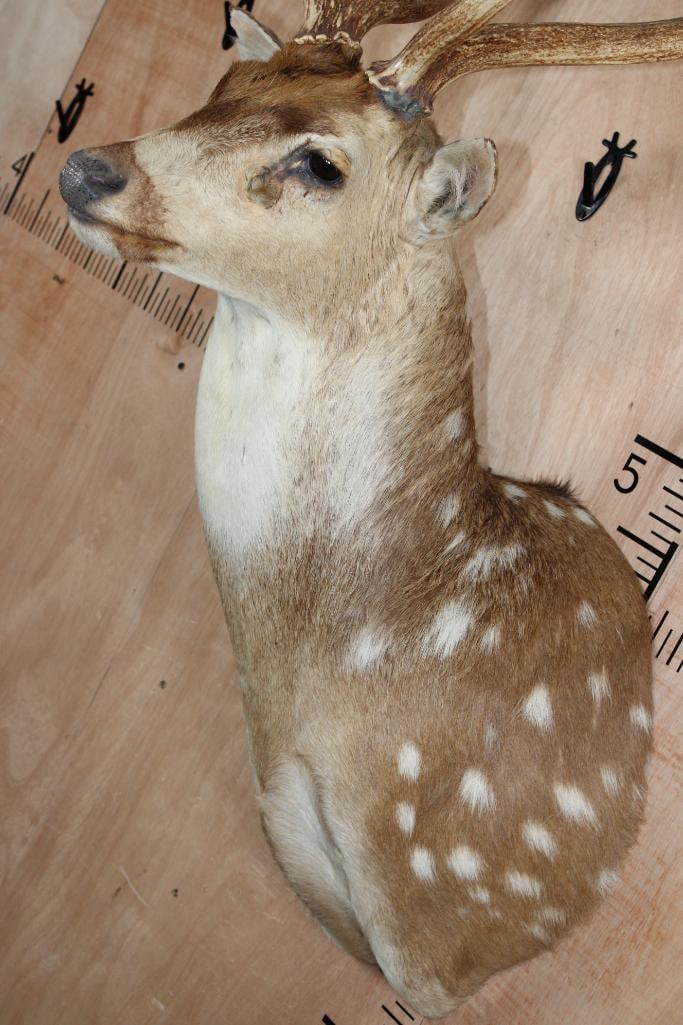 AXIS DEER Shoulder Mount - 6