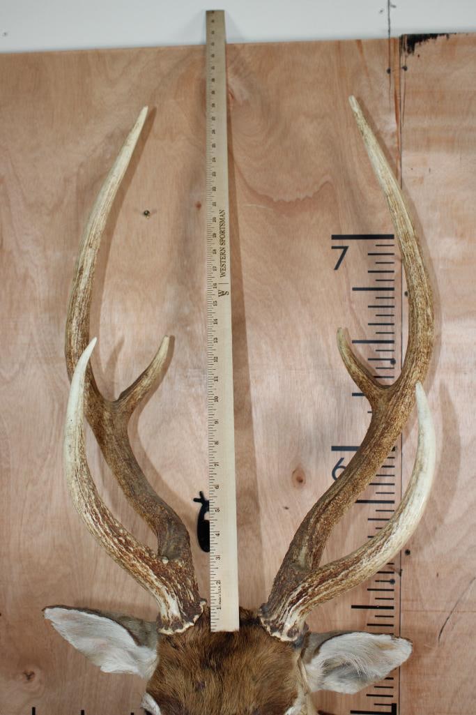 AXIS DEER Shoulder Mount - 9