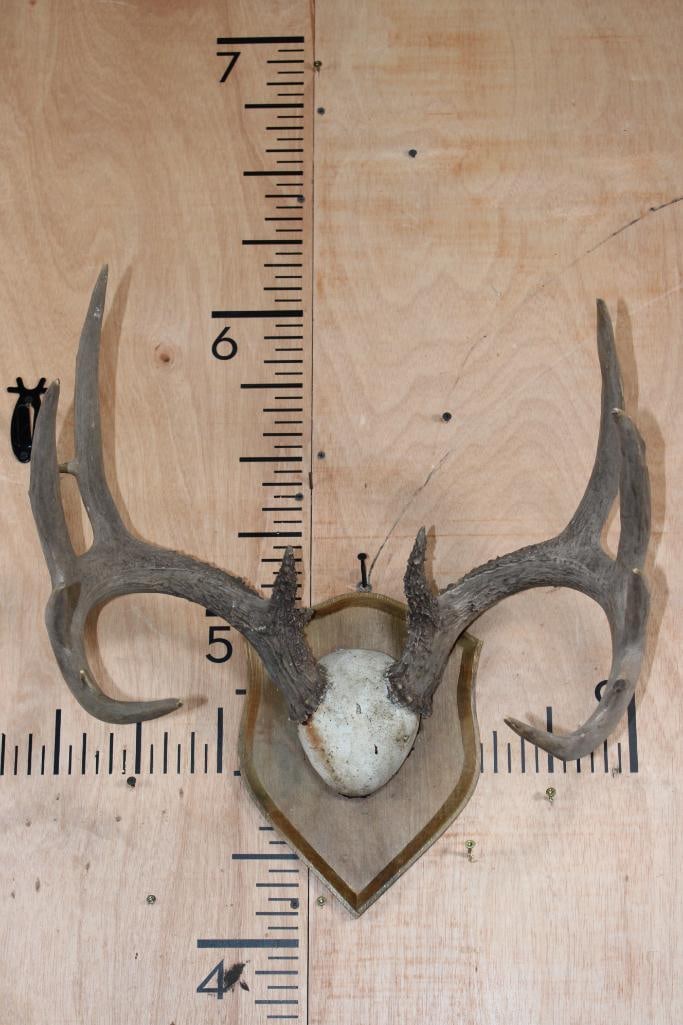 13-Point WHITETAIL DEER Antler Rack on a Wood Plaque (1 of 5)
