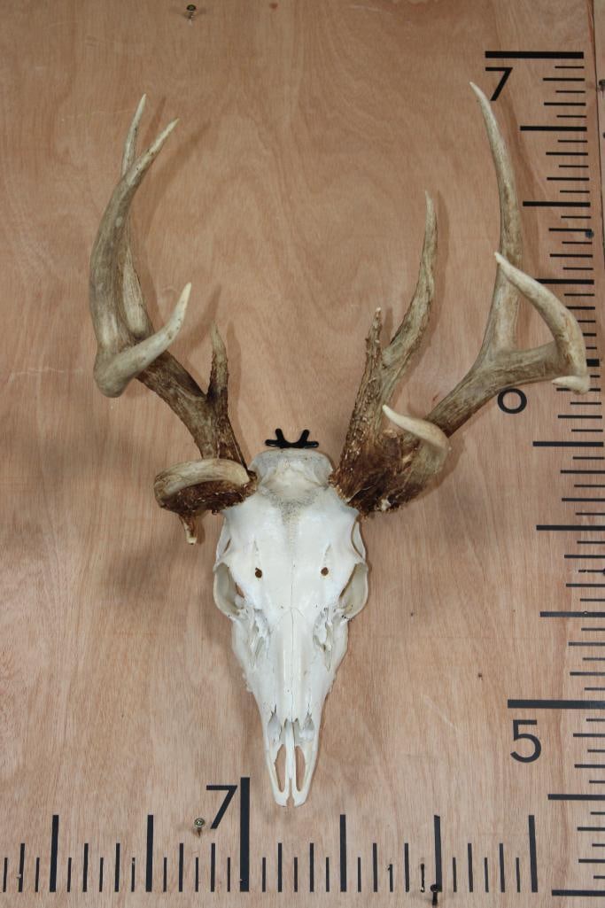 9-Point WHITETAIL DEER Skull: Nice 9-Point WHITETAIL DEER Skull. It has a 17.5" Spread and is in Good Condition. TAXIDERMY 