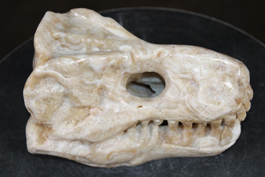 Big Hand-carved AGATE Tyrannosaurus Rex Skull - 4