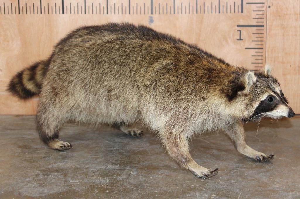 Big Freestanding Life-sized RACCOON Mount: Look at this chubby guy! He is a freestanding Life-sized RACCOON that measures 38" Long x 12" Wide x 13" Tall. It is in Good Condition. TAXIDERMY 