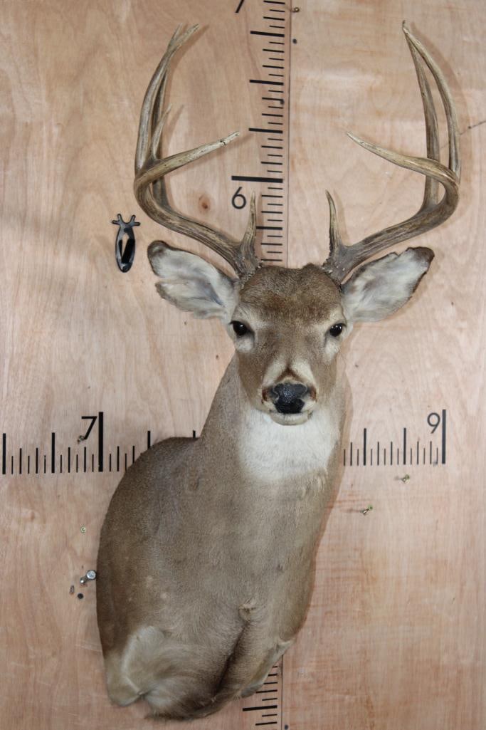 9-Point WHITETAIL DEER Shoulder Mount (1 of 8)