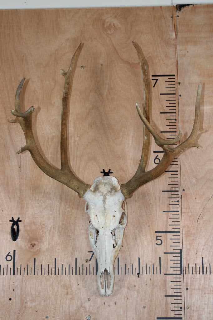 14-Point PERE DAVID'S DEER Skull: 14-Point PERE DAVID'S DEER Skull with a 26" Spread. It is missing 2 teeth and there is damage to the right orbital bone. TAXIDERMY 