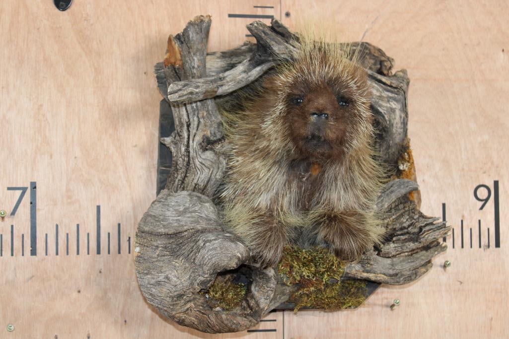 Half-body NORTH AMERICAN PORCUPINE Mounted in a Driftwood Tree Knot: Adorable Half-body NORTH AMERICAN PORCUPINE Taken from Idaho. It is mounted in a Driftwood Tree Knot, the Total Mount measures 16" Long x 15" Tall x 9.5" Depth (from the wall). It is in Good