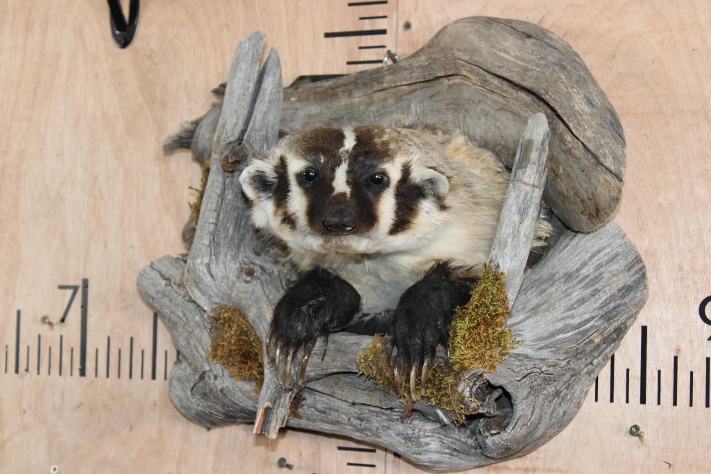 Half-body NORTH AMERICAN BADGER Mounted in a Driftwood Tree Knot: Cute Half-body NORTH AMERICAN BADGER. It displayed in "tree knot" made from Driftwood. The mount measures 17" Long x 14" Tall x 11" Depth (from the wall). It has some bald spots and paint touch