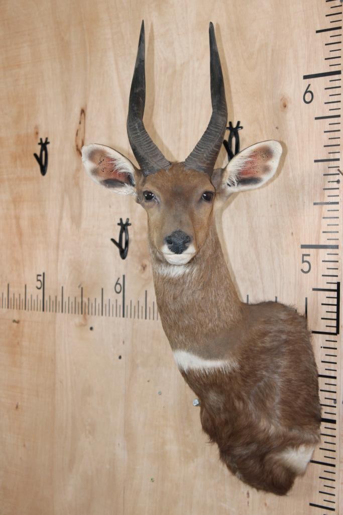 BUSHBUCK Shoulder Mount (1 of 9)