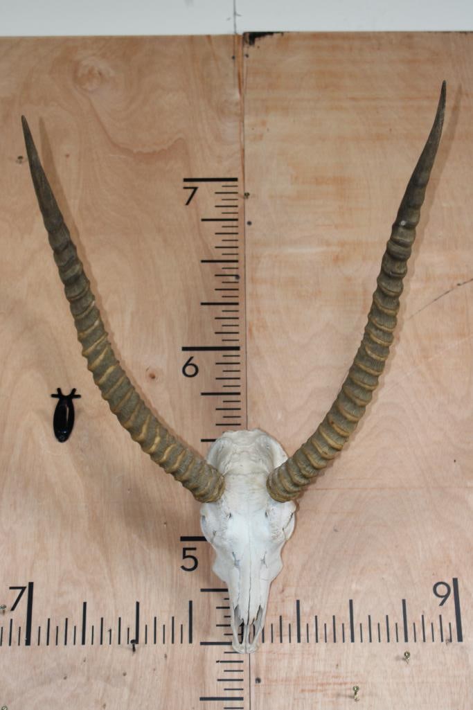 KAFUE LECHWE Skull: KAFUE LECHWE Skull with a Wire Hanger. The Right Horn measures 25.5" Long and the Left Horn measures 25.75" Long. TAXIDERMY SKULLS 