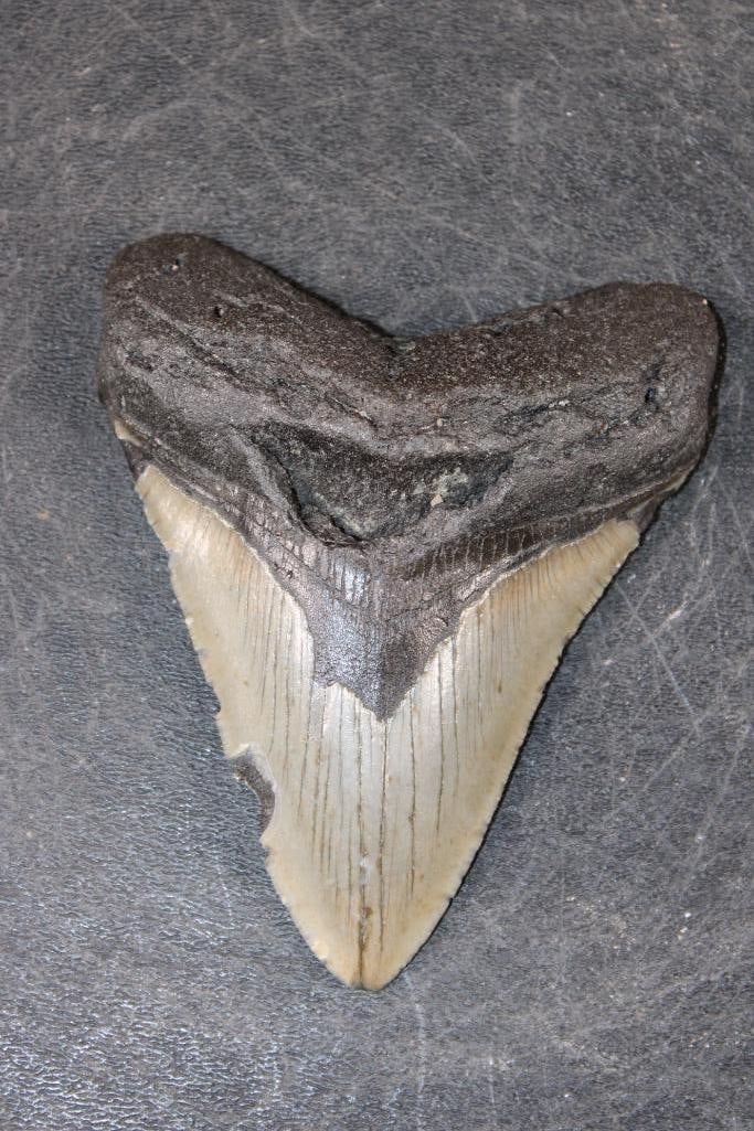 Big MEGALODON Shark Tooth Fossil (1 of 4)