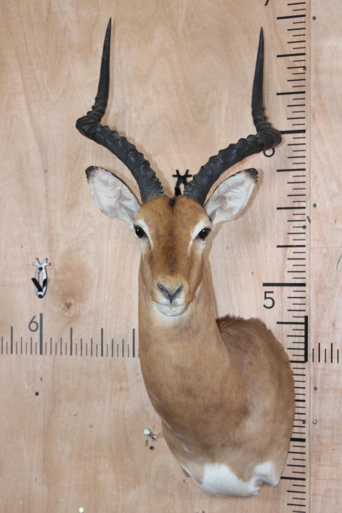 IMPALA Shoulder Mount (1 of 9)