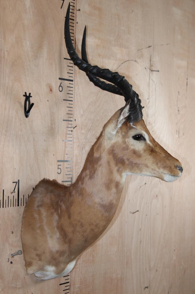 IMPALA Shoulder Mount - 3