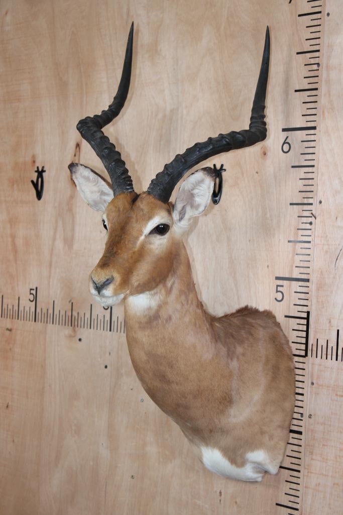 IMPALA Shoulder Mount - 4