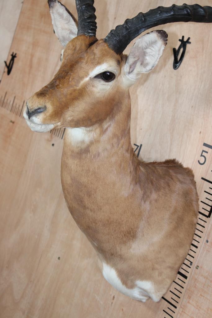 IMPALA Shoulder Mount - 5