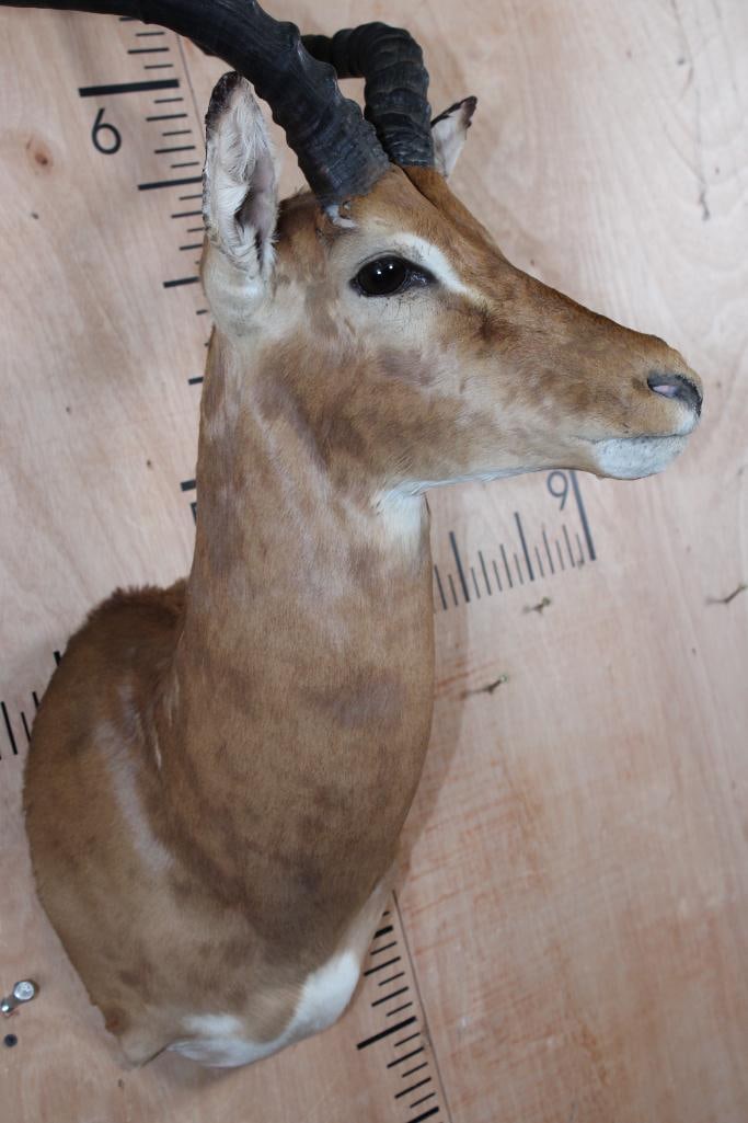 IMPALA Shoulder Mount - 6