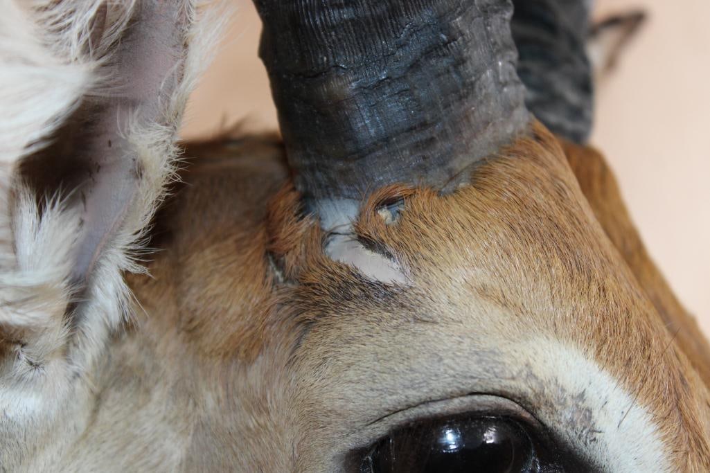 IMPALA Shoulder Mount - 7