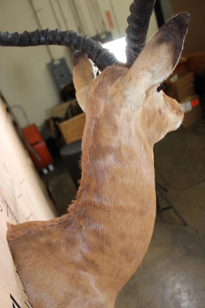 IMPALA Shoulder Mount - 8