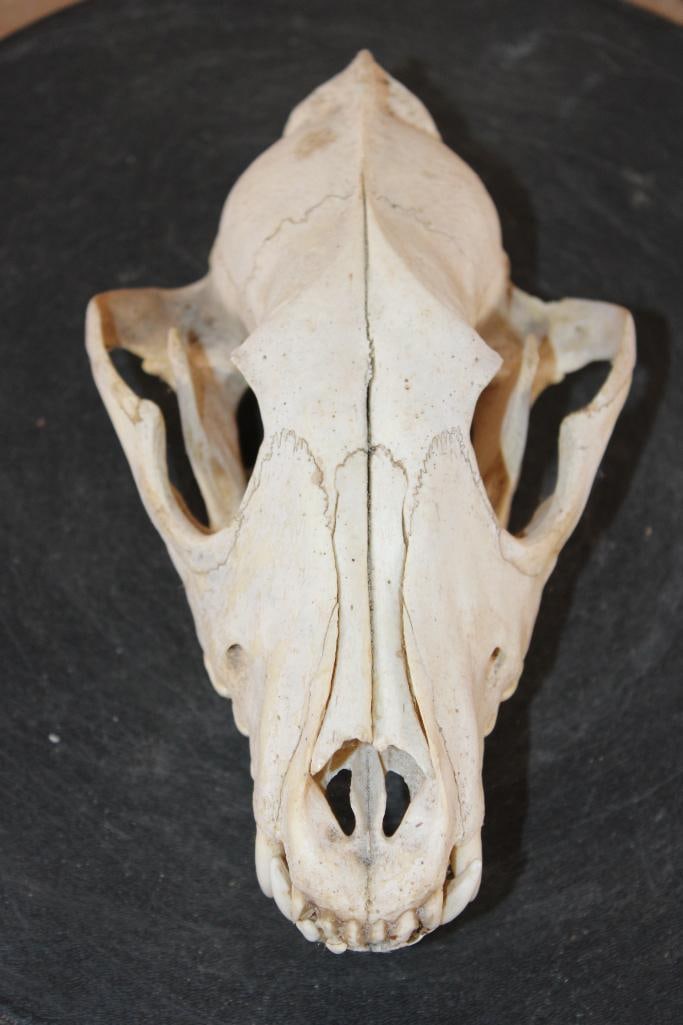 Big COYOTE Skull: Big COYOTE Skull with All but 3 (small front) Teeth. It measures 8" Long x 4.75" Wide. TAXIDERMY SKULLS 