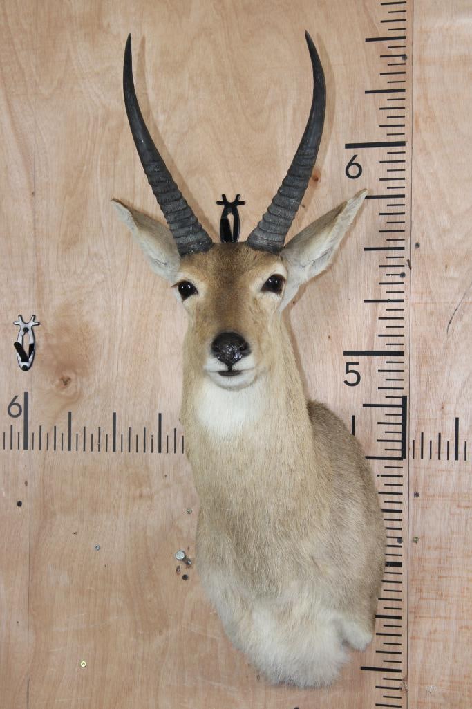 MOUNTAIN REEDBUCK Shoulder Mount: Nice MOUNTAIN REEDBUCK Shoulder Mount. The Left Horn measures 12 3/8" Long and the Right Horn measures 12 5/8" Long. It is in Good Condition. TAXIDERMY 