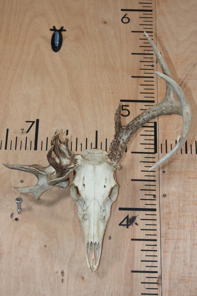 Unique 13-Point Half-Typical, Half Non-Typical WHITETAIL DEER Skull: Unique 13-Point Half-Typical, Half Non-Typical WHITETAIL DEER Skull. It has a Wire Hanger and All its Teeth. TAXIDERMY SKULLS 