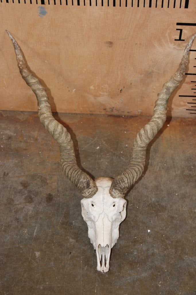 BLACKBUCK Skull with Removable Horns: BLACKBUCK Skull with Removable Horns. It is missing a few teeth. The Left Horn measures 21 5/8" around the spiral ridge and the Right Horn measures 22" around the spiral ridge. TAXIDERMY SKULLS 