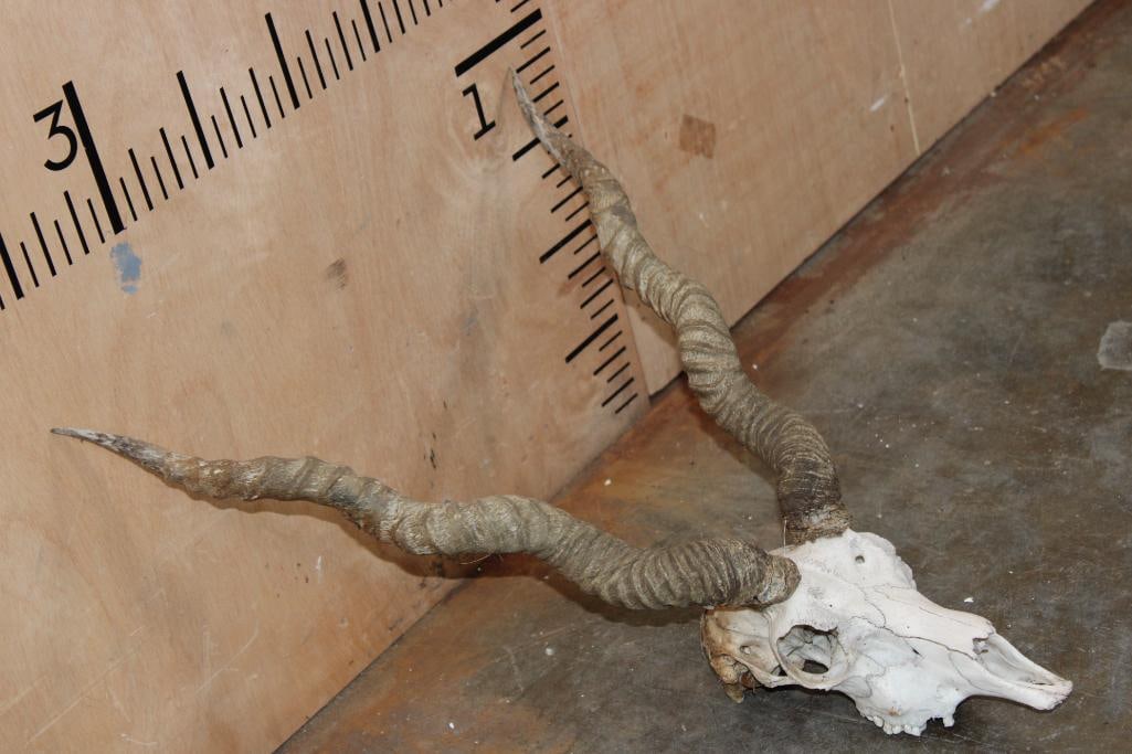 BLACKBUCK Skull with Removable Horns - 2