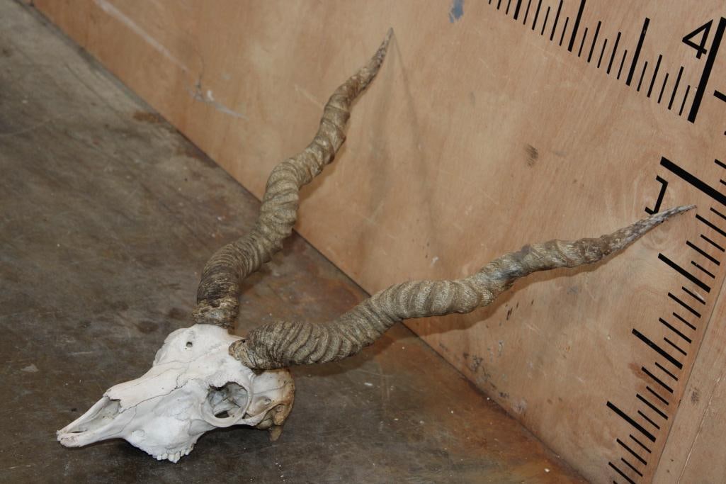 BLACKBUCK Skull with Removable Horns - 3