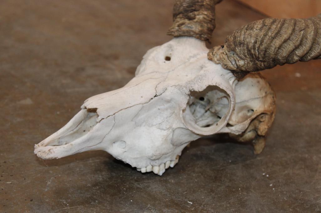 BLACKBUCK Skull with Removable Horns - 4