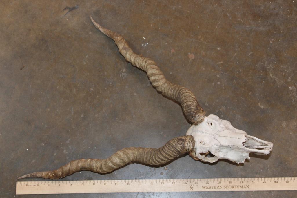 BLACKBUCK Skull with Removable Horns - 7