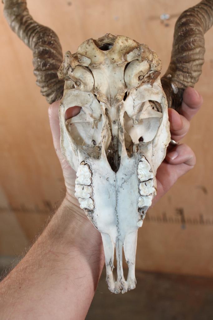 BLACKBUCK Skull with Removable Horns - 8