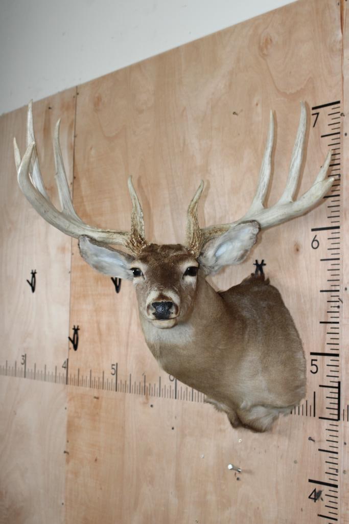 XL 10-Point WHITETAIL DEER Shoulder Mount with a Heavy Rack: XL 10-Point WHITETAIL DEER Shoulder Mount with a Heavy Rack. It has a 27" Spread. This is an older mount in Good Condition. TAXIDERMY 