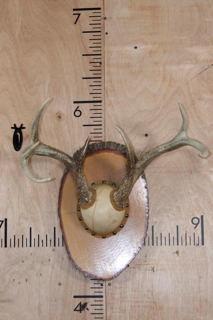 7-Point WHITETAIL DEER Antler Rack mounted on a Log Slice Plaque: 7-Point WHITETAIL DEER Antler Rack. It is mounted on a Log Wood Slice Plaque and has a 21.5" Spread. TAXIDERMY 