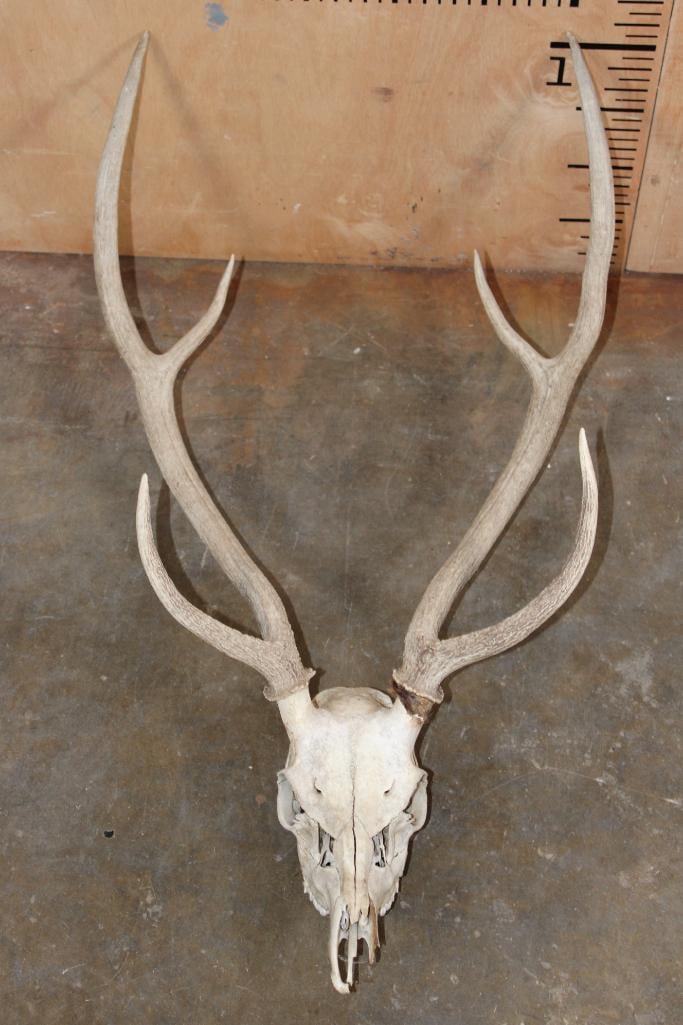 6-Point AXIS DEER Skull: 6-Point AXIS DEER Skull. It has an 18" Spread. TAXIDERMY SKULLS 